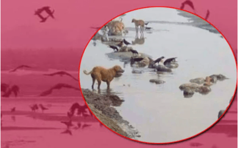 Ganj Nehri'nde inanılmaz görüntü:'' Köpekler ve kuşlar koronalı cesetleri yiyor''! - Sayfa 1