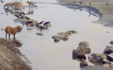 Ganj Nehri'nde inanılmaz görüntü:'' Köpekler ve kuşlar koronalı cesetleri yiyor''! - Sayfa 2