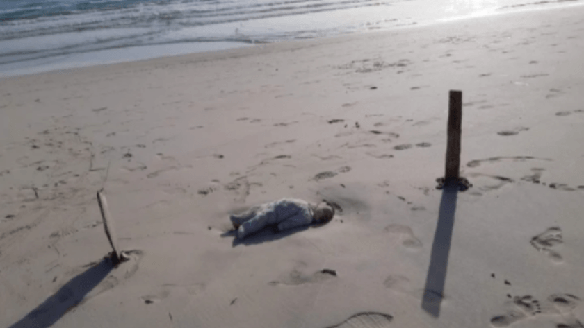 Dehşet verici durum! Ünlü plaja bebek cesetleri vurdu!