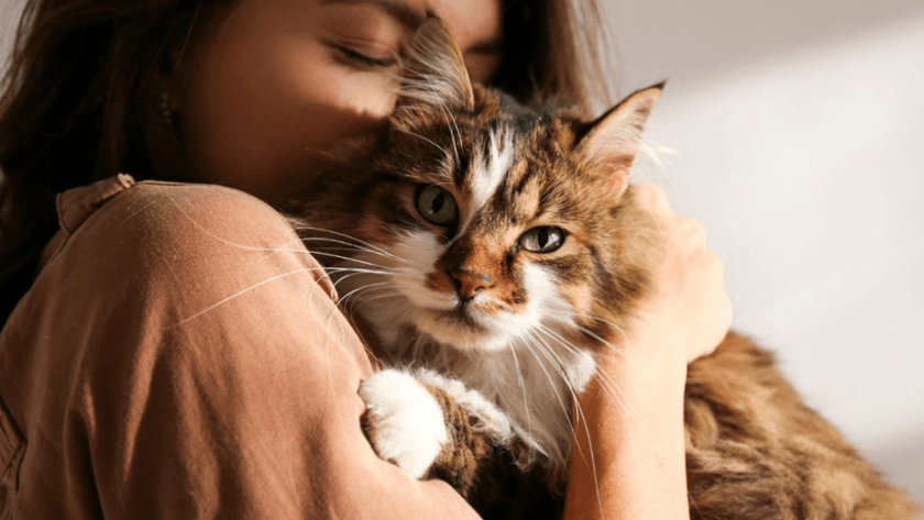 Bilim insanları beş tür kedi-insan ilişkisi tespit etti!