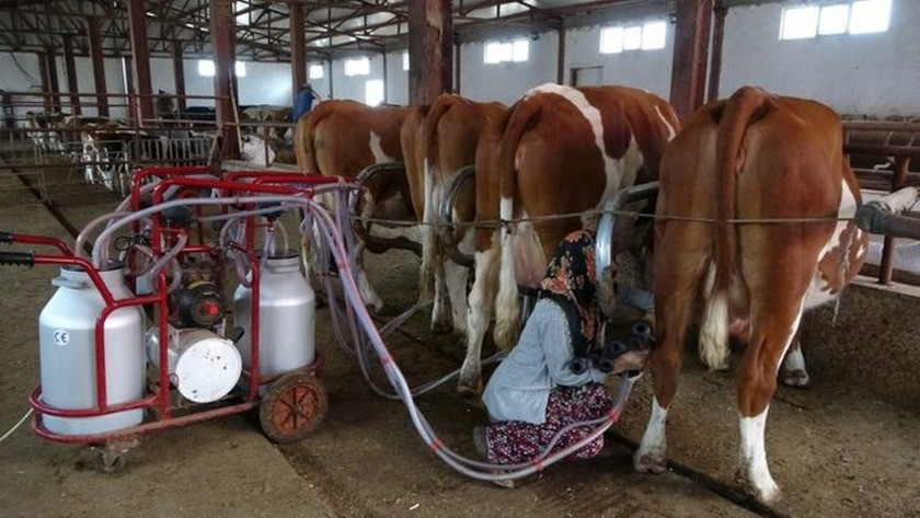 Genç çift, günde 350 litre süt elde ederek geçimlerini sağlıyor