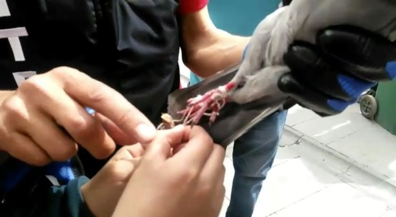 İtfaiye ayağına ip dolanarak mahsur kalan güvercini böyle kurtardı! video - Sayfa 1