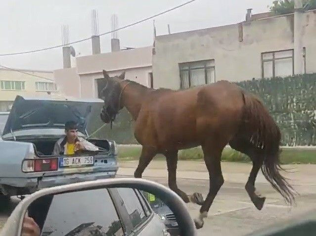 Bursa'da tepki çeken görüntü! Atı aracın arkasına bağlayıp kilometrelerce koşturdular - Sayfa 1