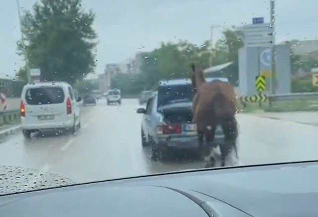 Bursa'da tepki çeken görüntü! Atı aracın arkasına bağlayıp kilometrelerce koşturdular - Sayfa 2