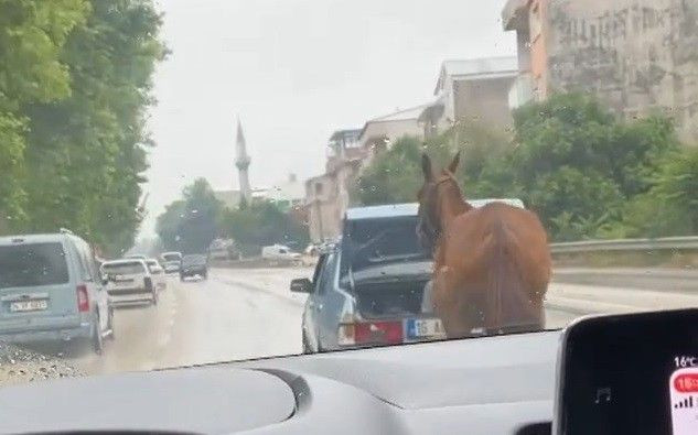 Bursa'da tepki çeken görüntü! Atı aracın arkasına bağlayıp kilometrelerce koşturdular - Sayfa 3