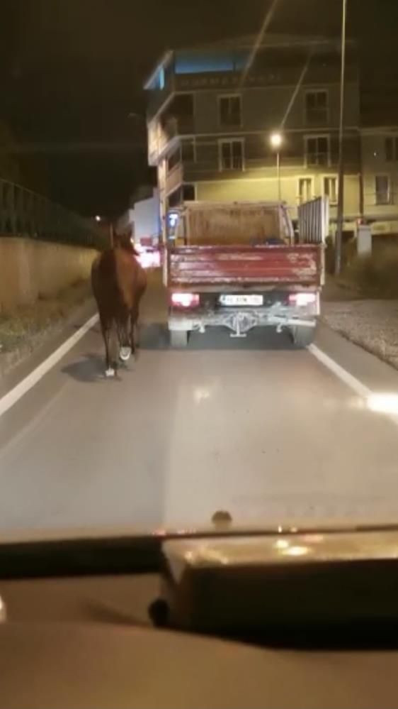 Bursa'da tepki çeken görüntü! Atı aracın arkasına bağlayıp kilometrelerce koşturdular - Sayfa 4