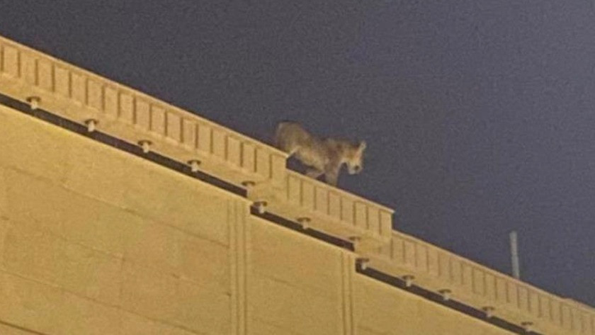 Evin çatısında dolaşan aslanı görenler şakına döndü! video