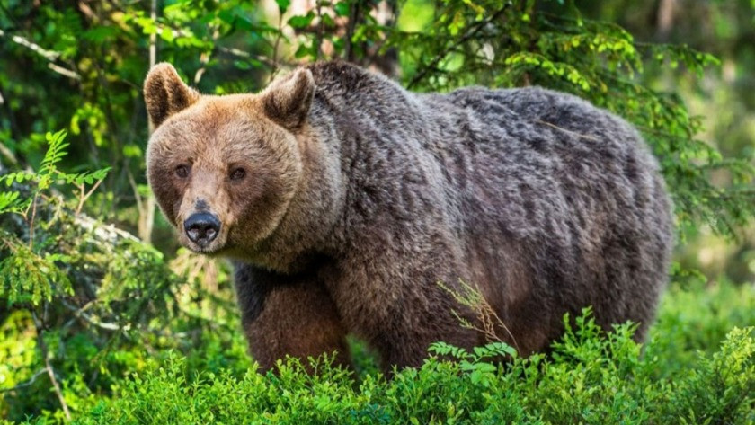 Montana'da boz ayı dehşeti! Kamp alanından bir kadını kaçırdı!