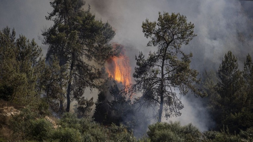 Yangından etkilenen bölgelere hangi ağaçlar dikilecek?