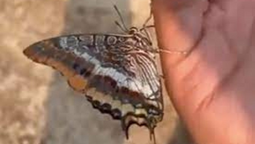 Antalya'da yangından kaçan kelebeğin hayata tutunuşu