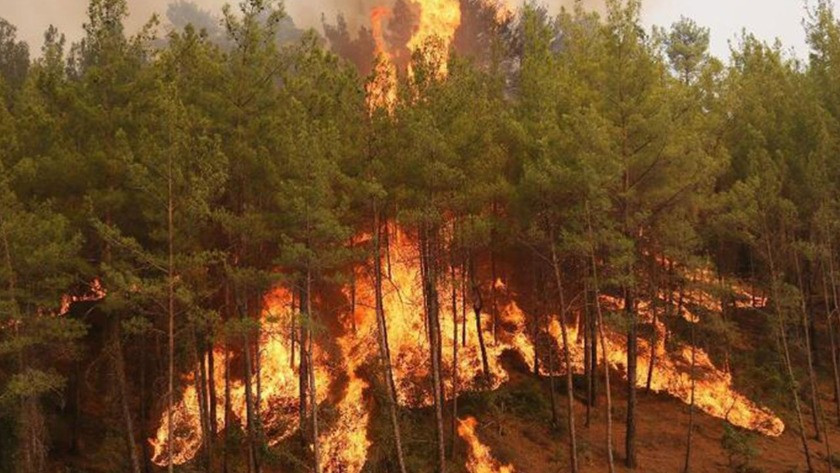 Muğla'nın Datça ilçesinde makilik yangını başladı