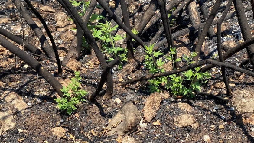 Manavgat'ta yanan ormanda ilk hayıtlar filizlendi
