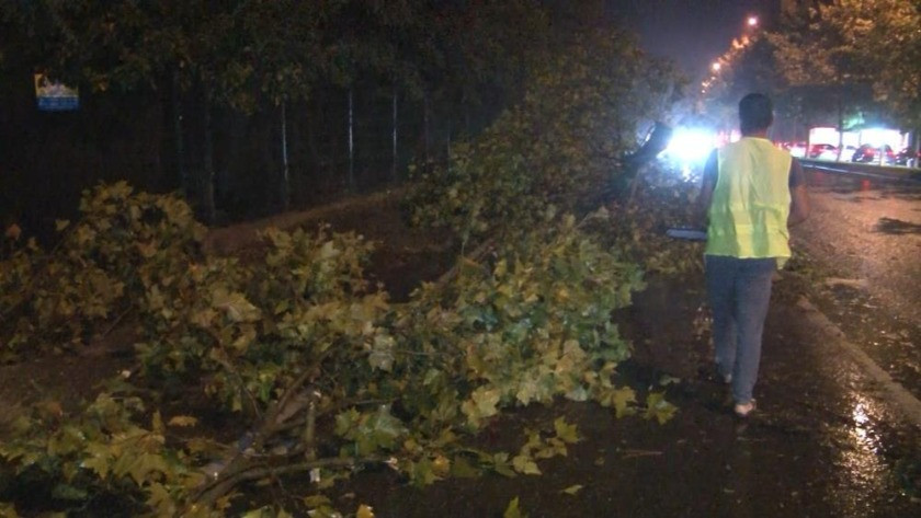 İstanbul'u fırtına ve yağmur fena vurdu! Ağaçlar devrildi