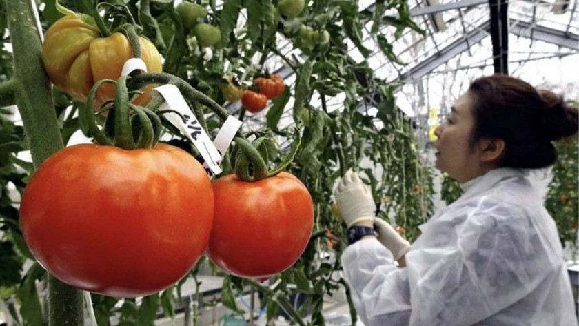Gen dizilimiyle oynanmış domatesler satışa sunuldu!