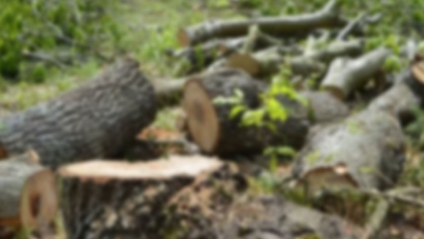 Manisa'da kestiği ağacın altında kalan çiftçi hayatını kaybetti