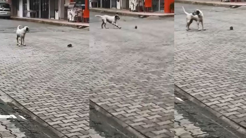 Sokak köpeğinin fare ile oyunu görenleri şaşkına çevirdi! video