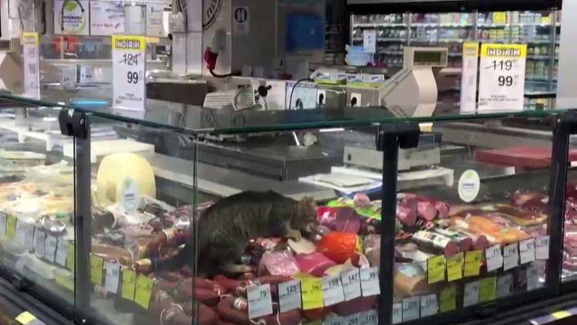 CarrefourSA’da kedi rezaleti! Reyona giren kedi kavurmayı böyle yedi