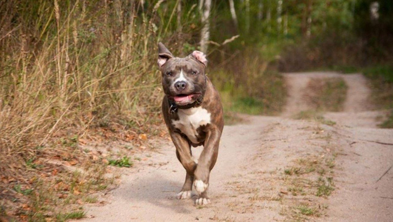 İşte en tehlikeli köpek cinsleri! Genelge yayımlandı - Sayfa 3