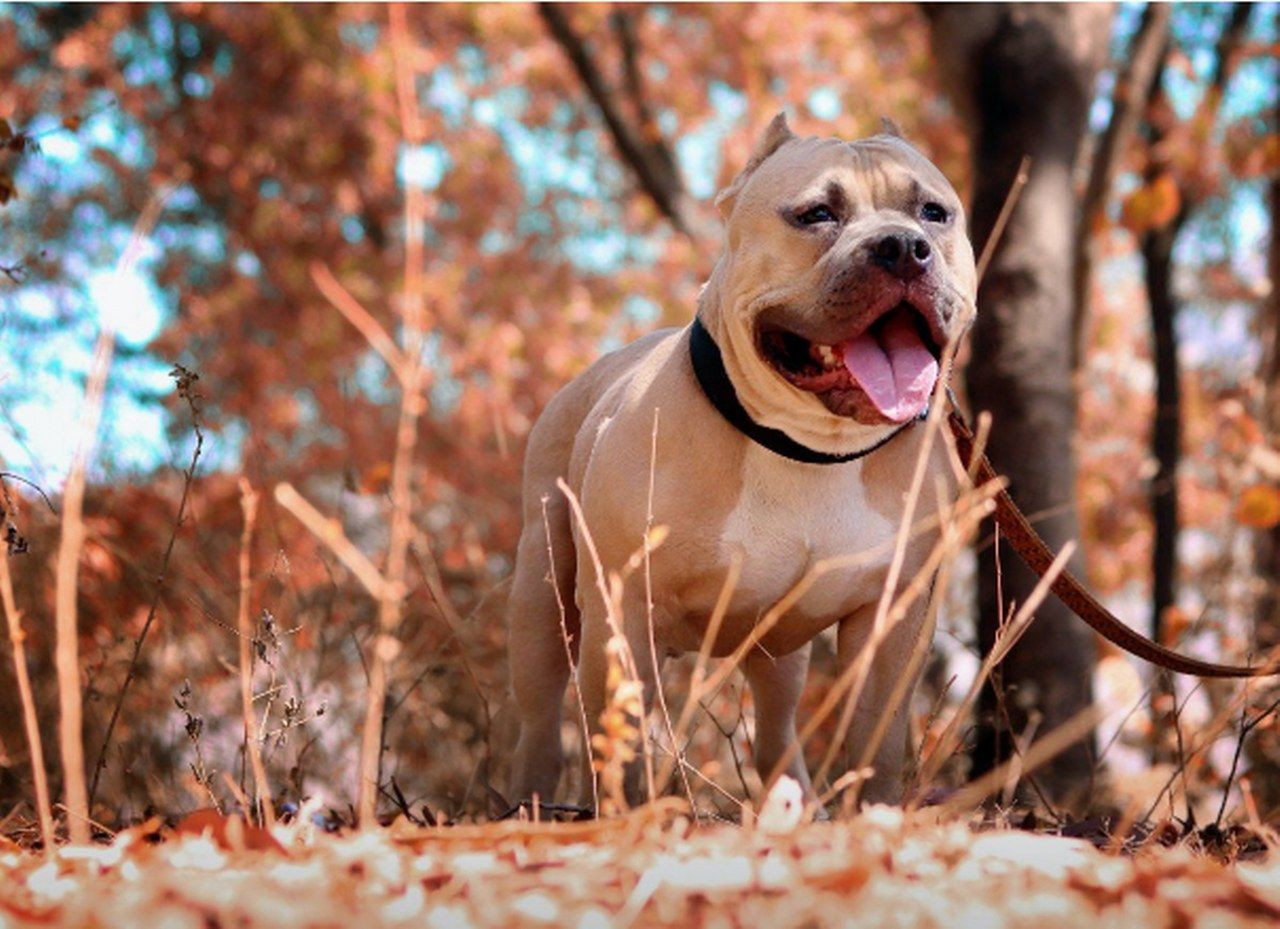 İşte en tehlikeli köpek cinsleri! Genelge yayımlandı - Sayfa 4