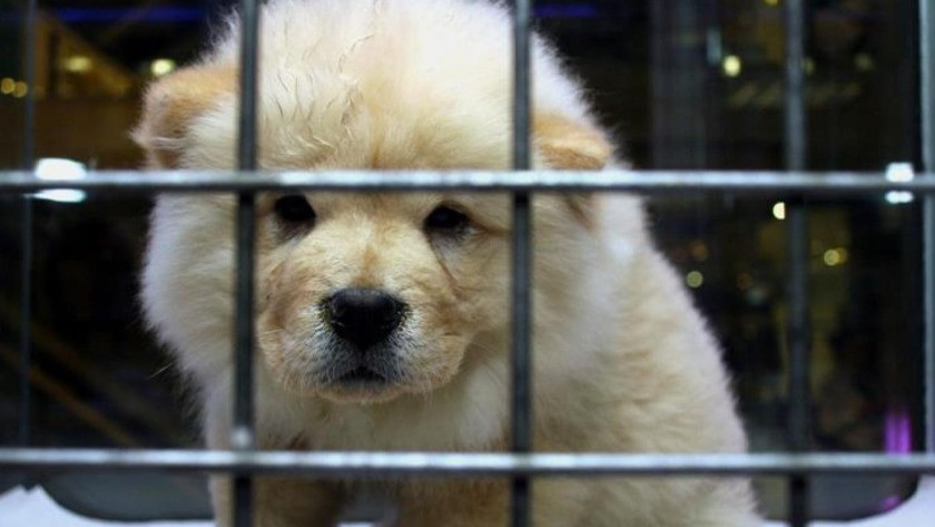 Pet shoplarda yeni dönem! Hayvan satışı yasaklandı