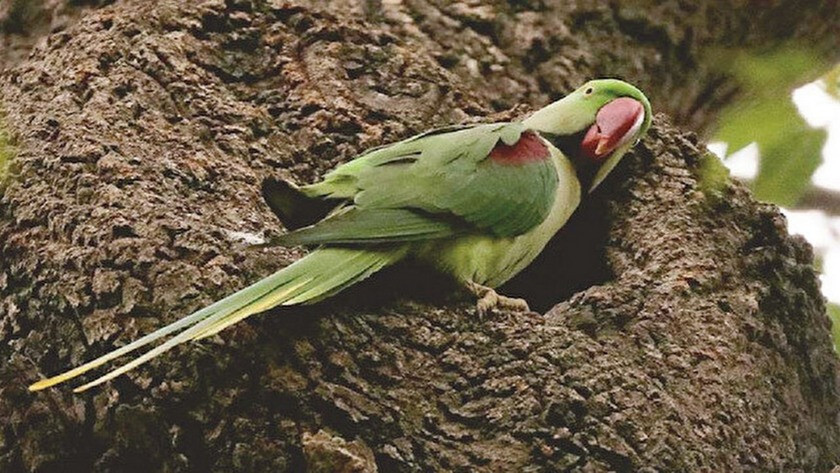 Papağanların yeşil ve iskender türleri ekolojiyi tehdit ediyor