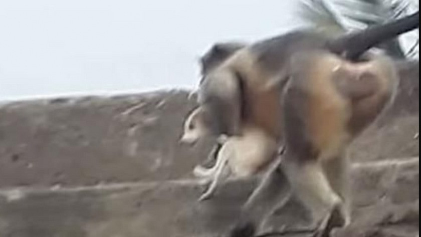 Maymunlar köy basarak 250 köpeği öldürdü
