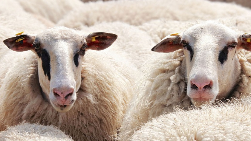 Çoban cinsel ilişki karşılığında kadına sürüden 3 koyun verdi!