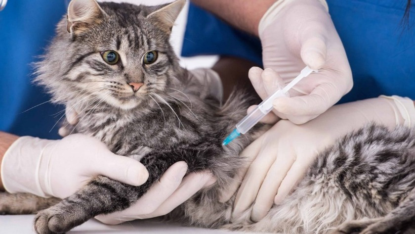 Dikkat! Hayvan sahiplerine sahte ve kaçak aşı uyarısı