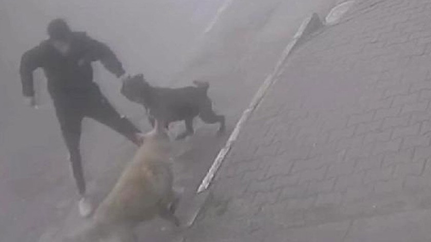 Köpeğine saldıran sokak köpeğini bıçakladı