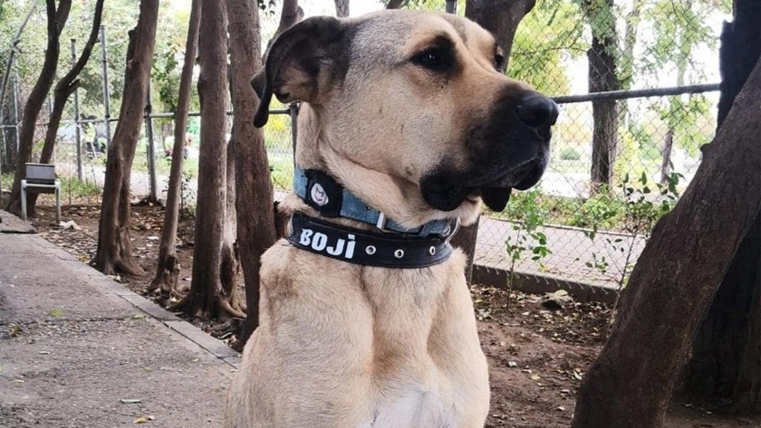 İstanbul'un dünyaca meşhur köpeği Boji'yi bakın kim sahiplendi