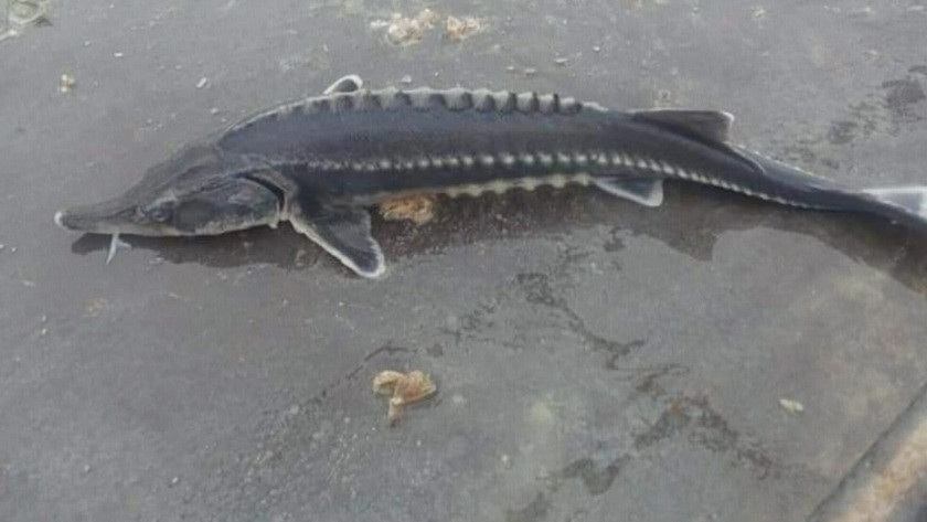 Havyarı 2 milyon liraya kadar çıkan balık Tunceli'de görüldü