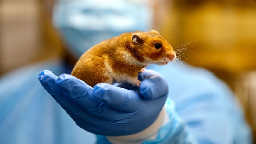 Koronavirüs yüzünden binlerce hamster itlaf edilecek!