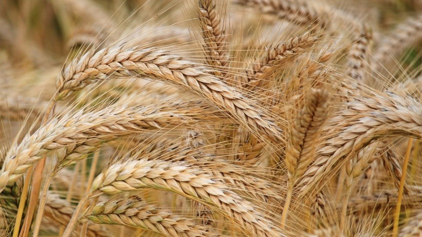 Ekmek ve buğdayda kriz mi yaşanacak? Tarım ve Orman Bakanlığı'ndan son dakika buğday açıklaması