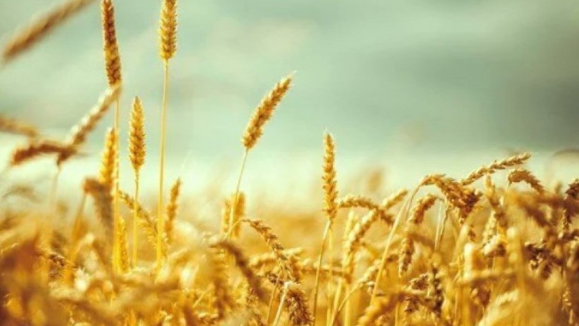 Ukrayna’dan yapılacak tarım ürünleri ithalatına belge istisnası