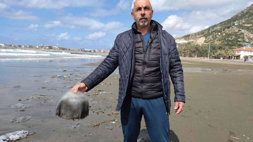 Hatay’da yüzlerce ölü denizanası sahile vurdu