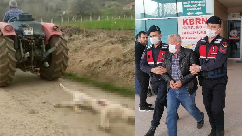 Hamile köpeği öldürüp traktörün arkasında sürüklemişti, serbest kaldı
