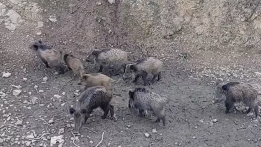 Yiyecek bulamayan yabani domuzlar şehir meydanına indi!