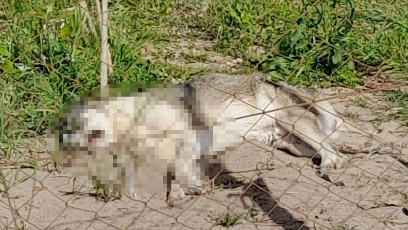 İzmir'in Dikili ilçesinde hayvan cinayeti! Zehirli sosisle öldürdüler