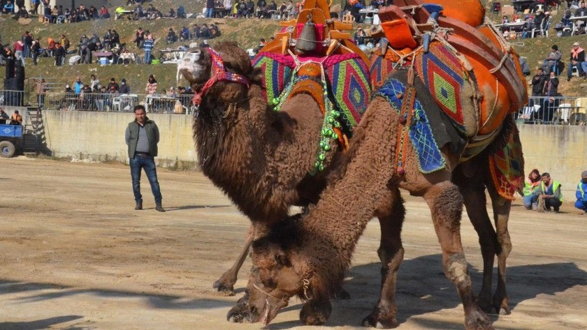 İnternette 'şifa' için deve idrarı satıldığı ortaya çıktı