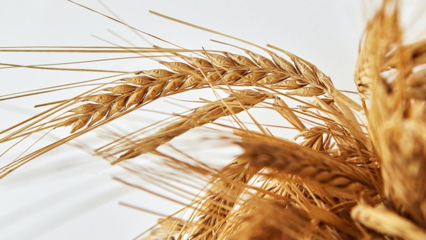 Buğday fiyatları yükselmeye devam ediyor! Açlık krizi mi geliyor?