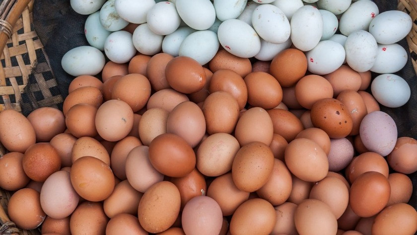 Rekabet Kurumu'ndan yumurta üreticilerine soruşturma! İşte o firmalar