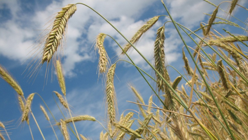 Buğday ve tahıl fiyatıyla ilgili bakanlıktan açıklama!
