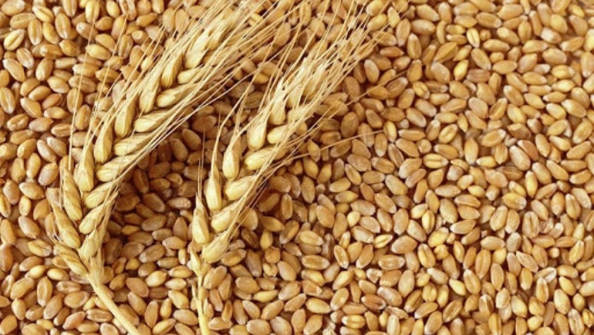 Arpa buğday alım fiyatları belli oldu!