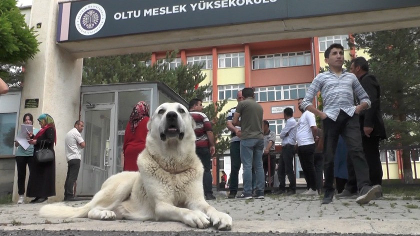 Erzurum'da bir kangal köpeği sınava giren sahibini kapıda bekledi