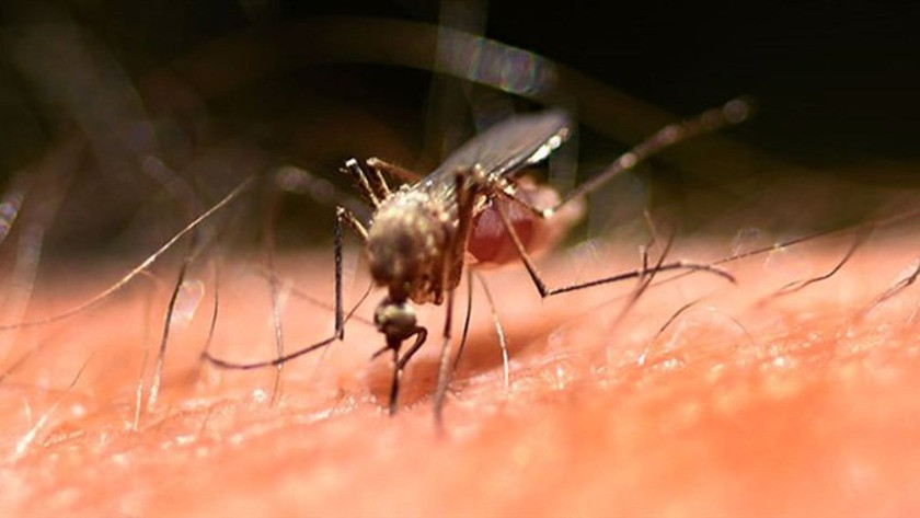 Sivrisinekleri kendinizden uzak tutmanın yolu bulundu!