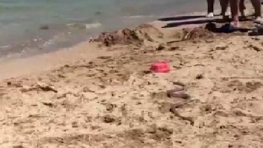 Kocaeli’de plajda yılan paniği