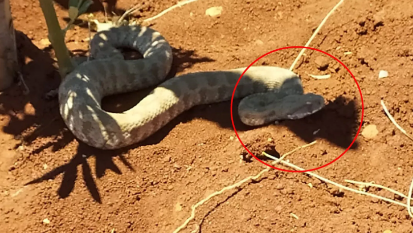 Aşırı sıcaklardan etkilenen engerek yılanına böyle su içirdi