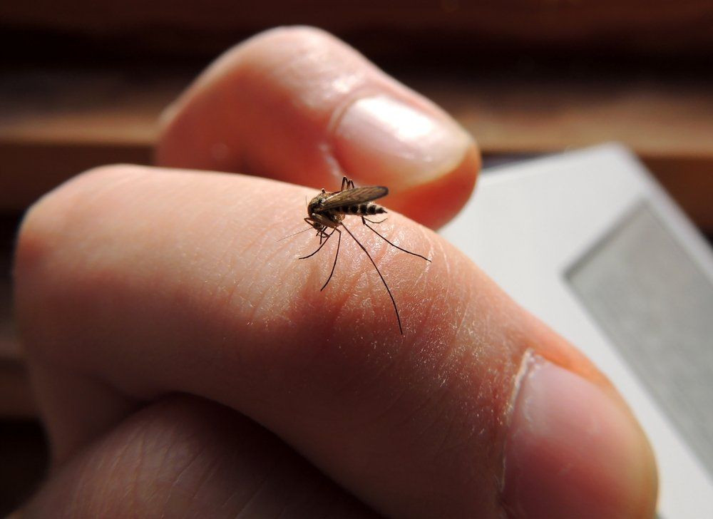 Sivrisinekler neden bazı insanları daha çok ısırır?  İşte nedenleri.... - Sayfa 2