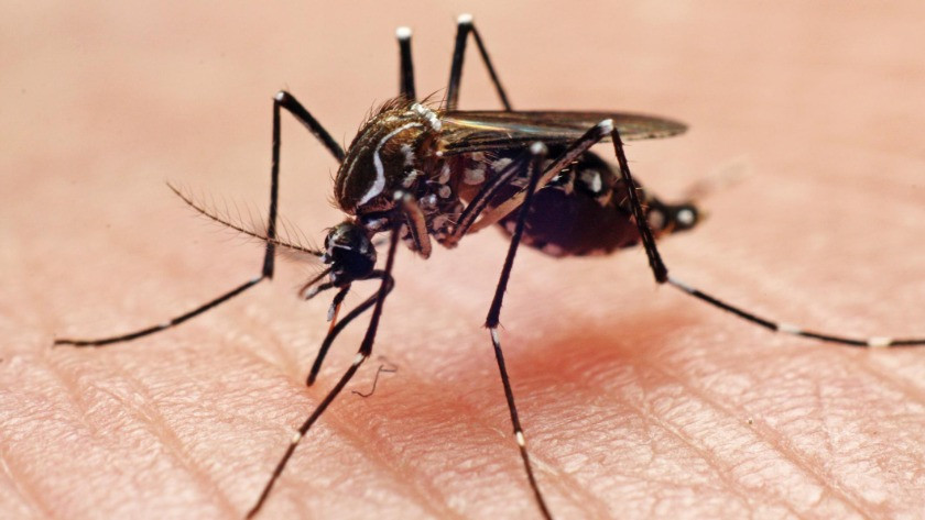 Sivrisinekler neden bazı insanları daha çok ısırır?  İşte nedenleri....