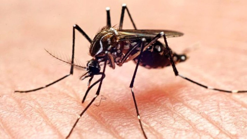 Sivrisinekler insan seçiyor! Belli kokulara ilgi duyuyorlar!
